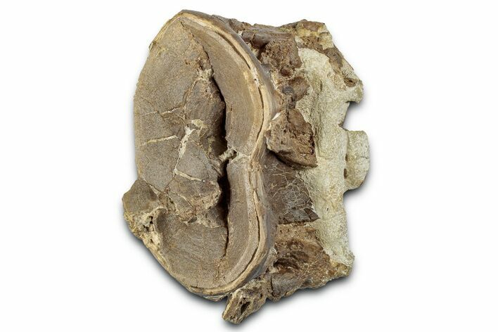 Cretaceous Fossil Ray-Finned Fish (Xiphactinus) Vertebra - Kansas #331052